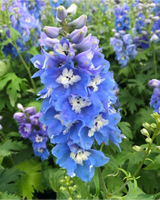 Ridderspore, Delphinium 'Magic Fountain' (lyseblå) - 13 cm potte) - 80-100 cm