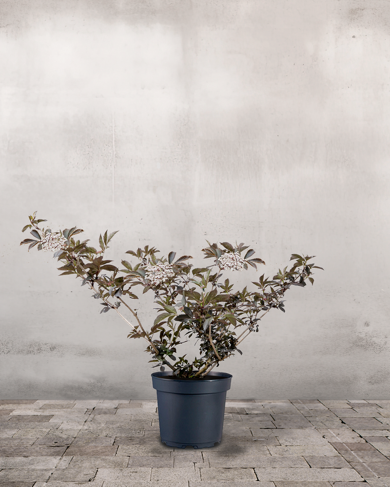 Rødbladet Hyld 'Sambucus Nigra Purpureum' - 40-60 cm – Greenify