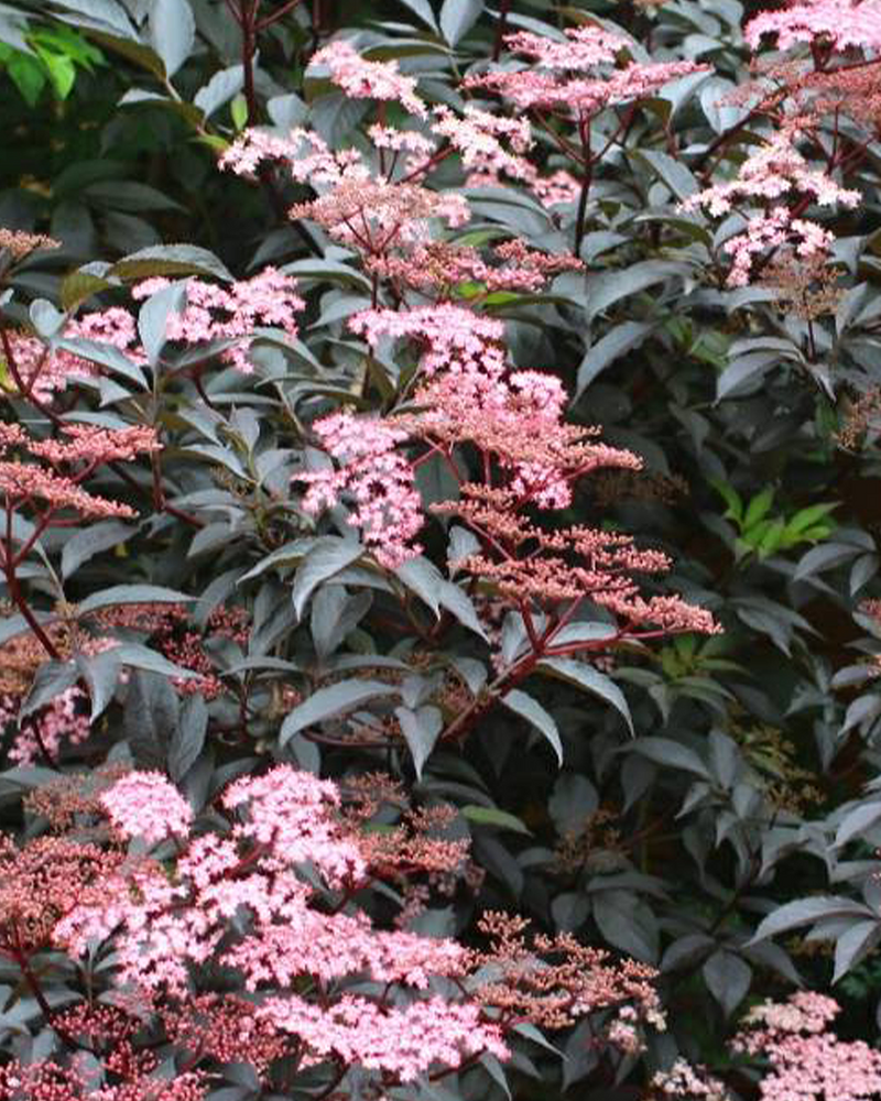 Rødbladet Hyld 'Sambucus Nigra Purpureum' - 40-60 cm – Greenify