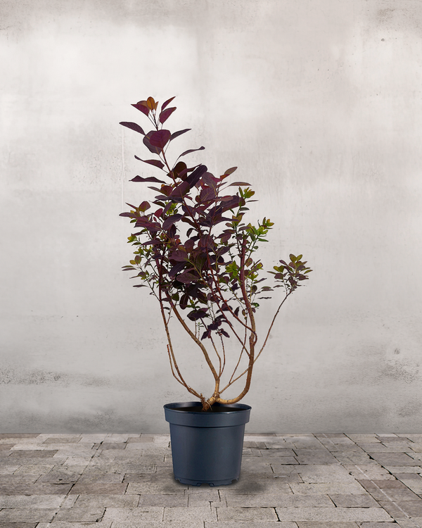 Rødbladet Parykbusk, Cotinus Coggygria 'Royal Purple' - 70-90 cm