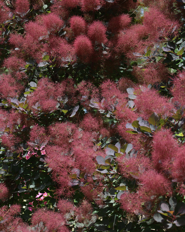 Rødbladet Parykbusk, Cotinus Coggygria 'Royal Purple' - 70-90 cm