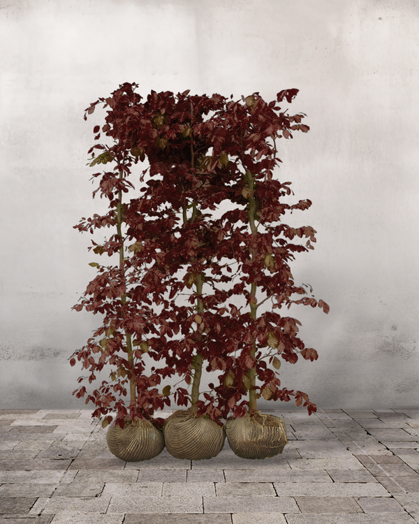 Rødbøg 'Fagus sylvatica purpurea', Færdighæk