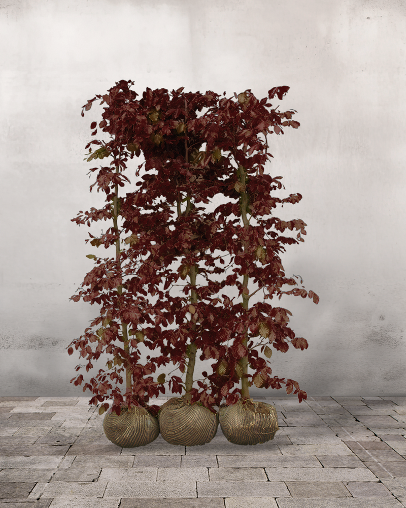 Rødbøg 'Fagus sylvatica purpurea', Færdighæk