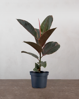 Rødbroget Gummitræ 'Ficus Elastica Belize' - 40-60 cm