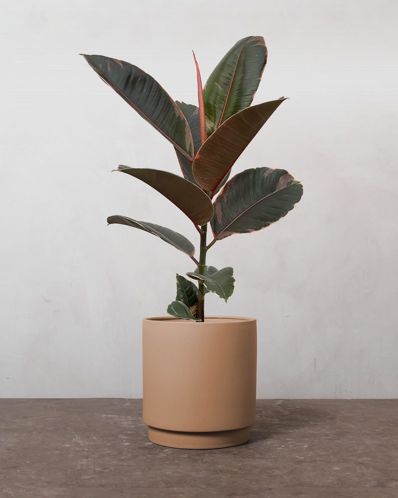 Rødbroget Gummitræ 'Ficus Elastica Belize' - 40-60 cm