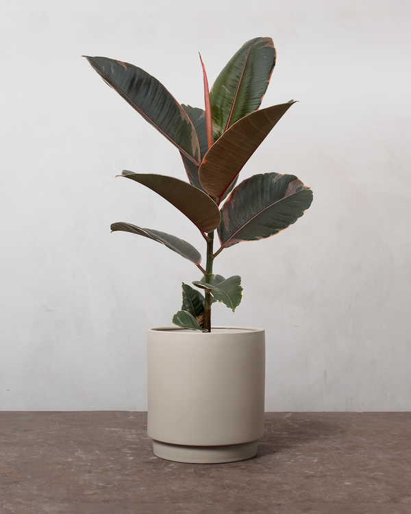 Rødbroget Gummitræ 'Ficus Elastica Belize' - 40-60 cm