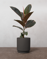 Rødbroget Gummitræ 'Ficus Elastica Belize' - 40-60 cm