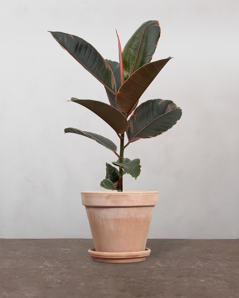 Rødbroget Gummitræ 'Ficus Elastica Belize' - 40-60 cm