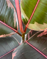 Rødbroget Gummitræ 'Ficus Elastica Belize' - 40-60 cm