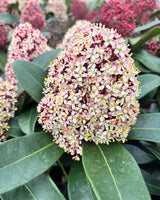 Rød Skimmia japonica - 40-60 cm