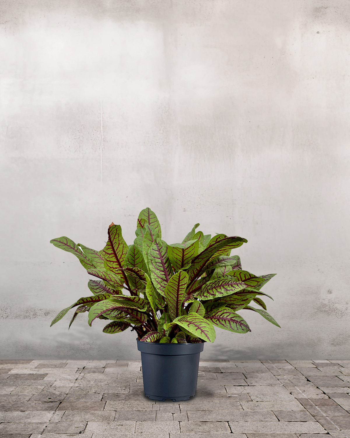 Rødbladet Syre, Rumex sanguineus – Greenify