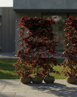 Rødbøg 'Fagus sylvatica purpurea', Topkvalitet Færdighæk