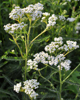 Røllike Achillea Millefolium 'Alba' - 20-40 cm