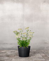 Røllike Achillea Millefolium 'Alba' - 1L Potte