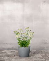 Røllike Achillea Millefolium 'Alba' - 1L Potte