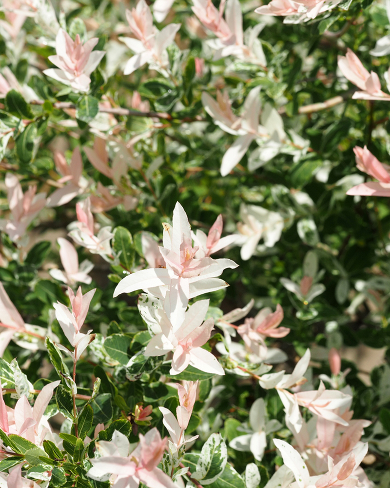 Japansk Pil Salix 'Hauro Nishiki' - 180-200 cm