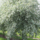 Sølvpil, Salix alba 'Sericea' - 400-450 cm