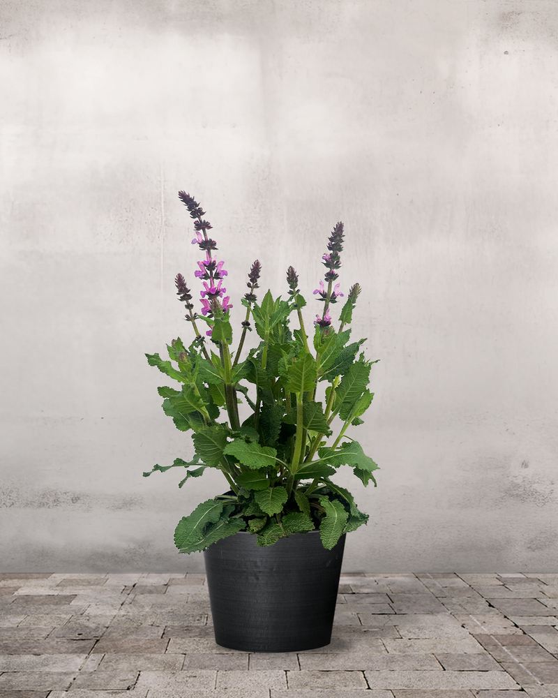 Salvie, Salvia 'Marvel Rose' - 20-40 cm