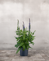 Salvie, Salvia nem. 'Sensation deep Blue' - 1L Potte