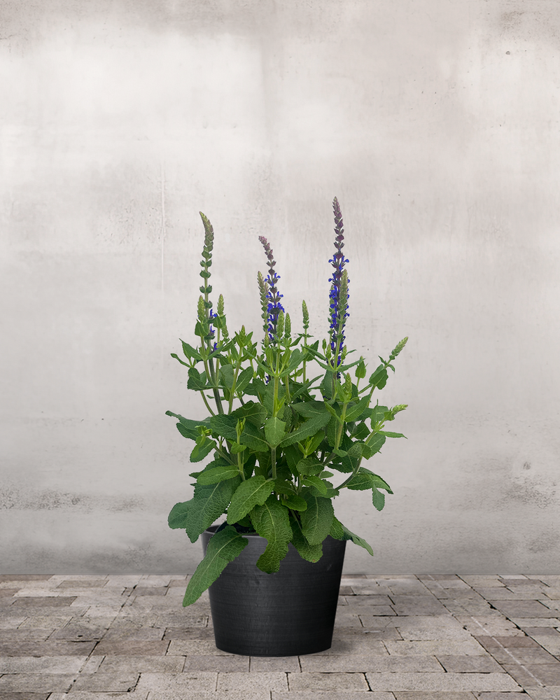 Salvie, Salvia nem. 'Sensation deep Blue' - 1L Potte