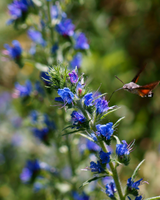 Salvie, Salvia nem. 'Sensation deep Blue' - 1L Potte