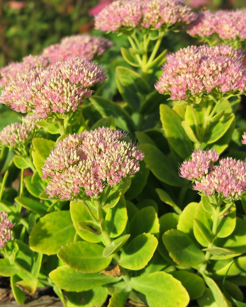 Sankthansurt Sedum Hybrid 'Herbstfreude' - 2L potte