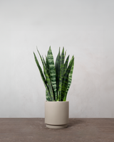 type=Simple Pot Clay/color=Light Sand