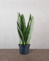 type=Ingen krukke/color=Ingen farve