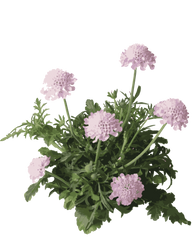 Skabiose, Scabiosa Colum. 'Pink Mist' - 13cm