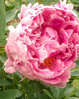 Silkepæon, Paeonia lactiflora 'Sarah Bernhardt' - 21 cm potte