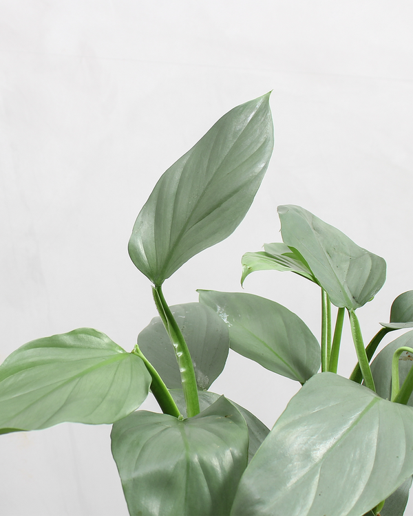 Opstammet Philodendron 'Silver Sword' - 140-160 cm
