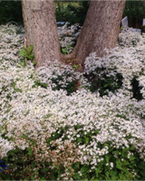 Skovasters hvid, Aster divaricatus - 30-50 cm - 13 cm potte