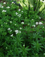 Skovmærke, Galium odoratum - 13 cm potte