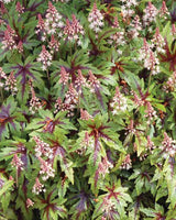 Skumblomst Tiarella 'Sugar and Spice' 20-30 cm