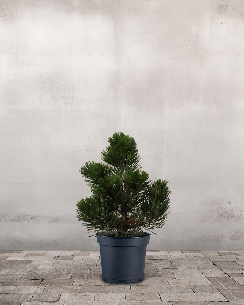 Slangebarkfyr Pinus Leucodermis ' Compact Gem' - 40-60 cm