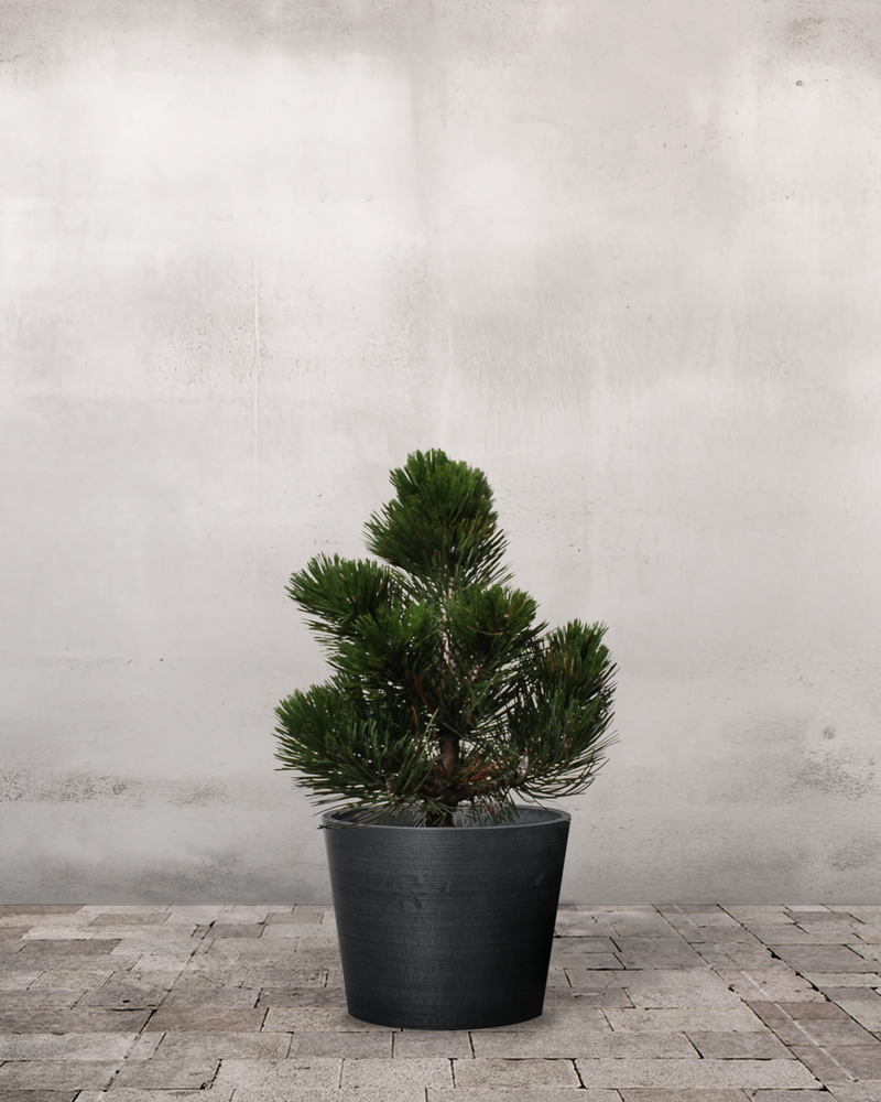 Slangebarkfyr Pinus Leucodermis ' Compact Gem' - 40-60 cm