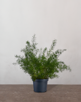 type=Ingen krukke/color=Ingen farve