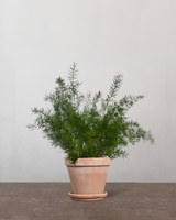 type=Terracotta krukke/color=Terracotta