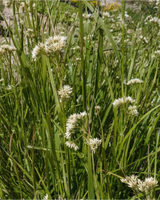 Snefrytle, Luzula nivea