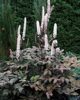 Sølvlys, Actaea simplex 'Brunette'  - 13 cm potte