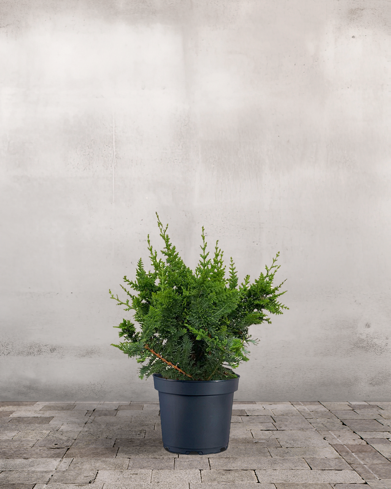 type=Ingen krukke/color=Ingen farve