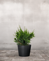 type=Greenify Udendørskrukke/color=Sort