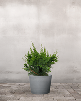 type=Greenify Udendørskrukke/color=Grå