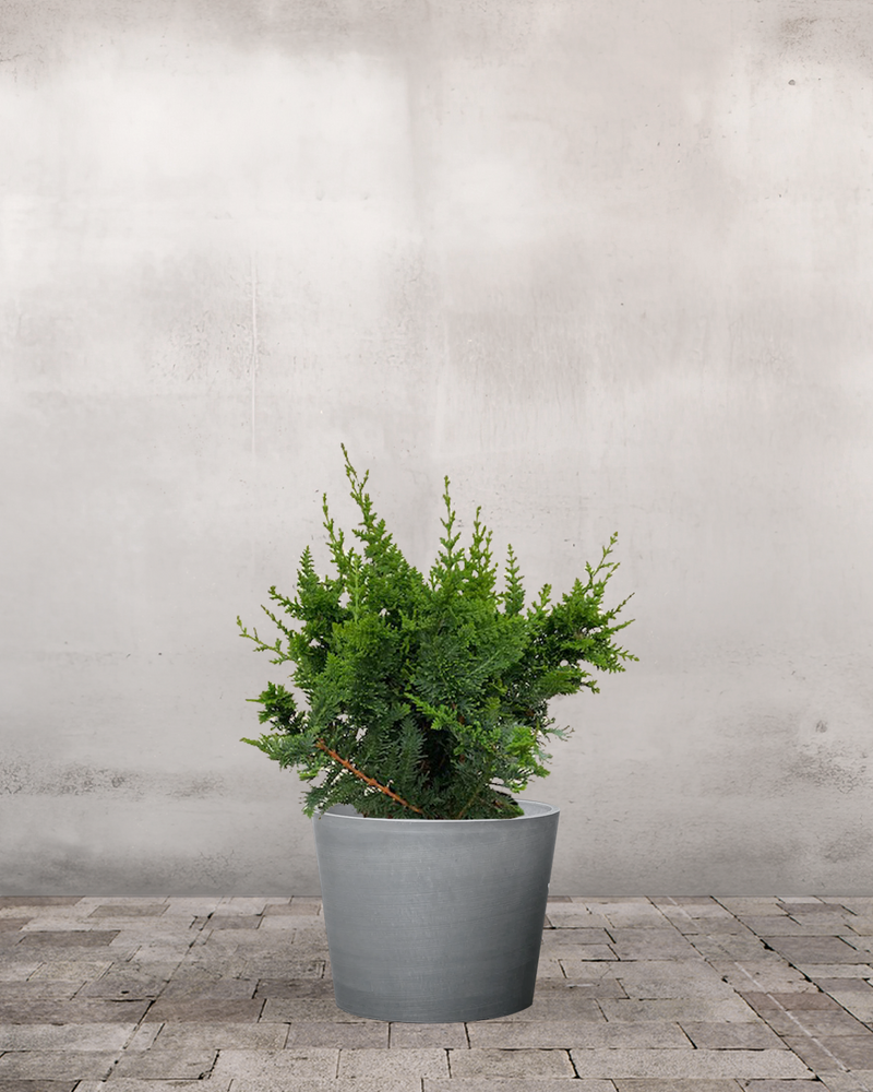 type=Greenify Udendørskrukke/color=Grå