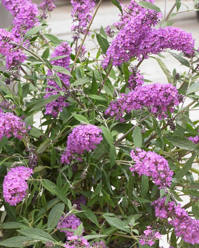 Sommerfuglebusk Dværg 'Buddleja Free Petite' - 40-60 cm