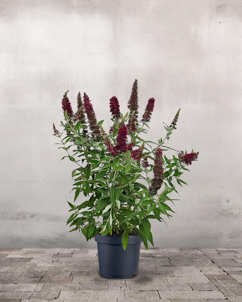 Sommerfuglebusk, Buddleja 'Buzz Wine' - 50-70 cm