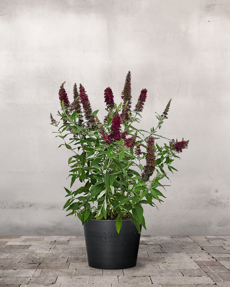 Sommerfuglebusk, Buddleja 'Buzz Wine' - 50-70 cm