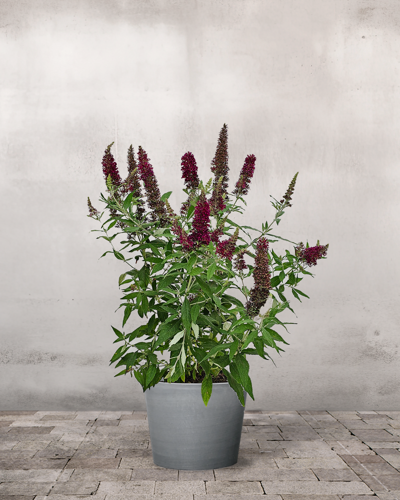 Sommerfuglebusk, Buddleja 'Buzz Wine' - 50-70 cm