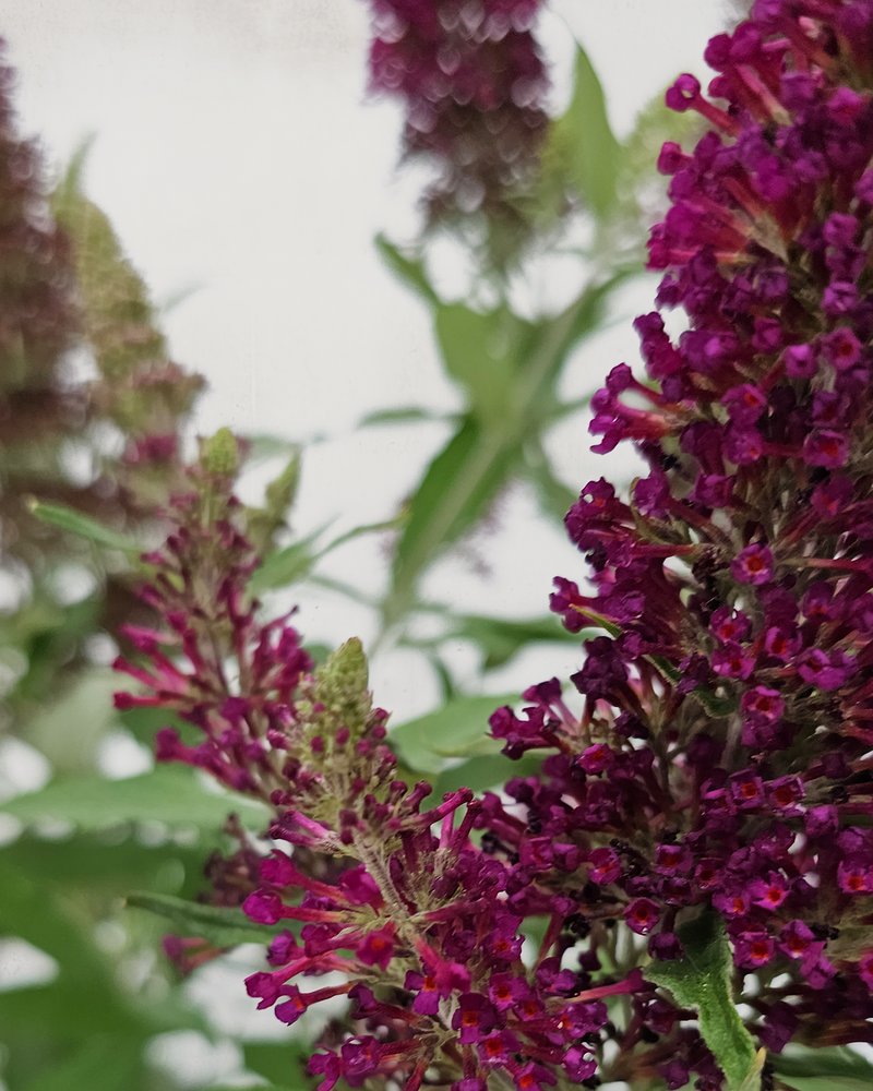 Sommerfuglebusk, Buddleja 'Buzz Wine' - 50-70 cm