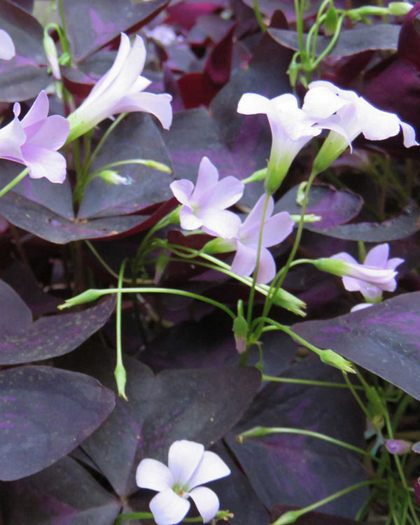 Sommerfuglekløver Rød Oxalis Triangularis - 15-25 cm